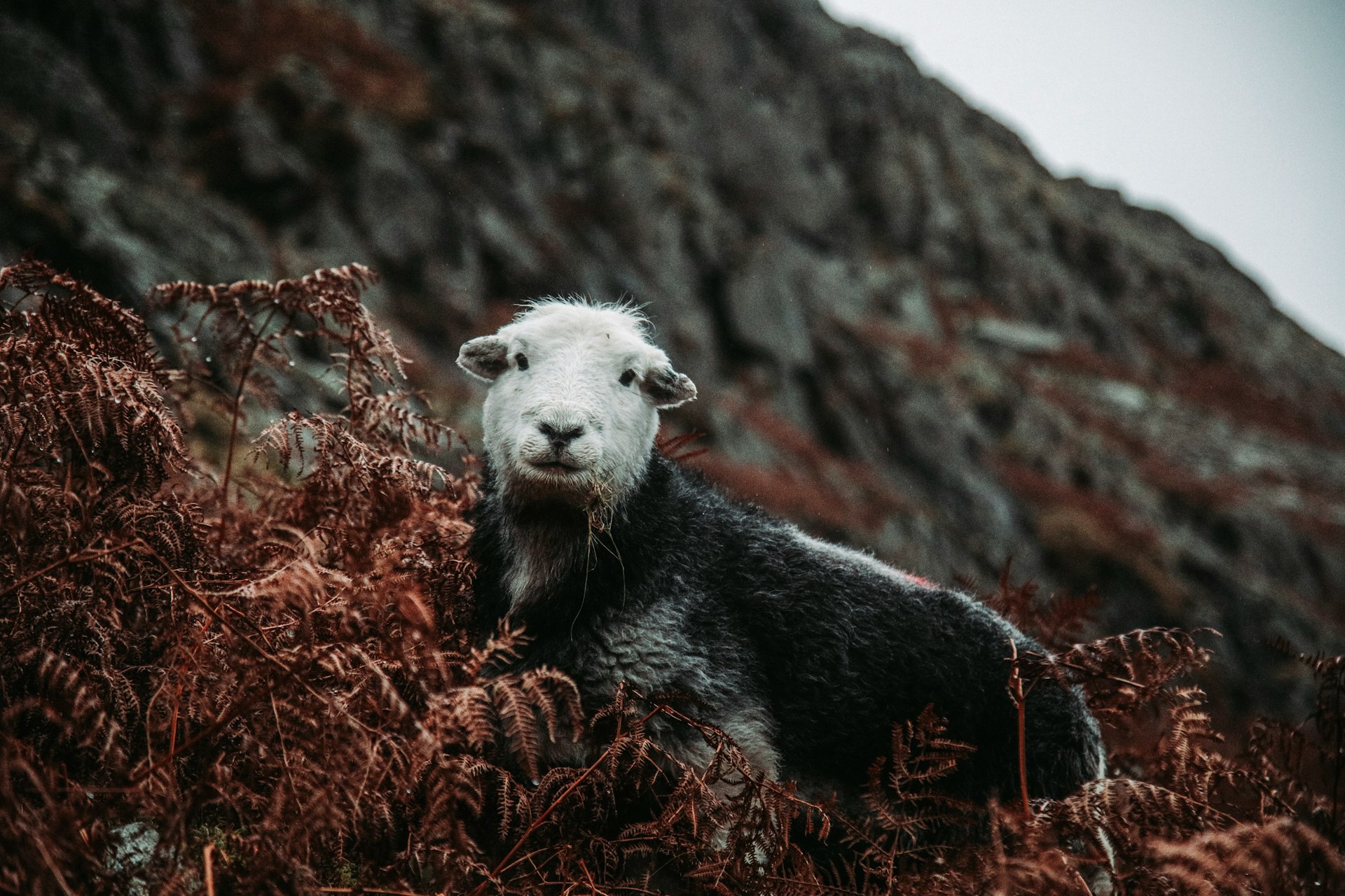 Herdwick sheep in autumn bracken